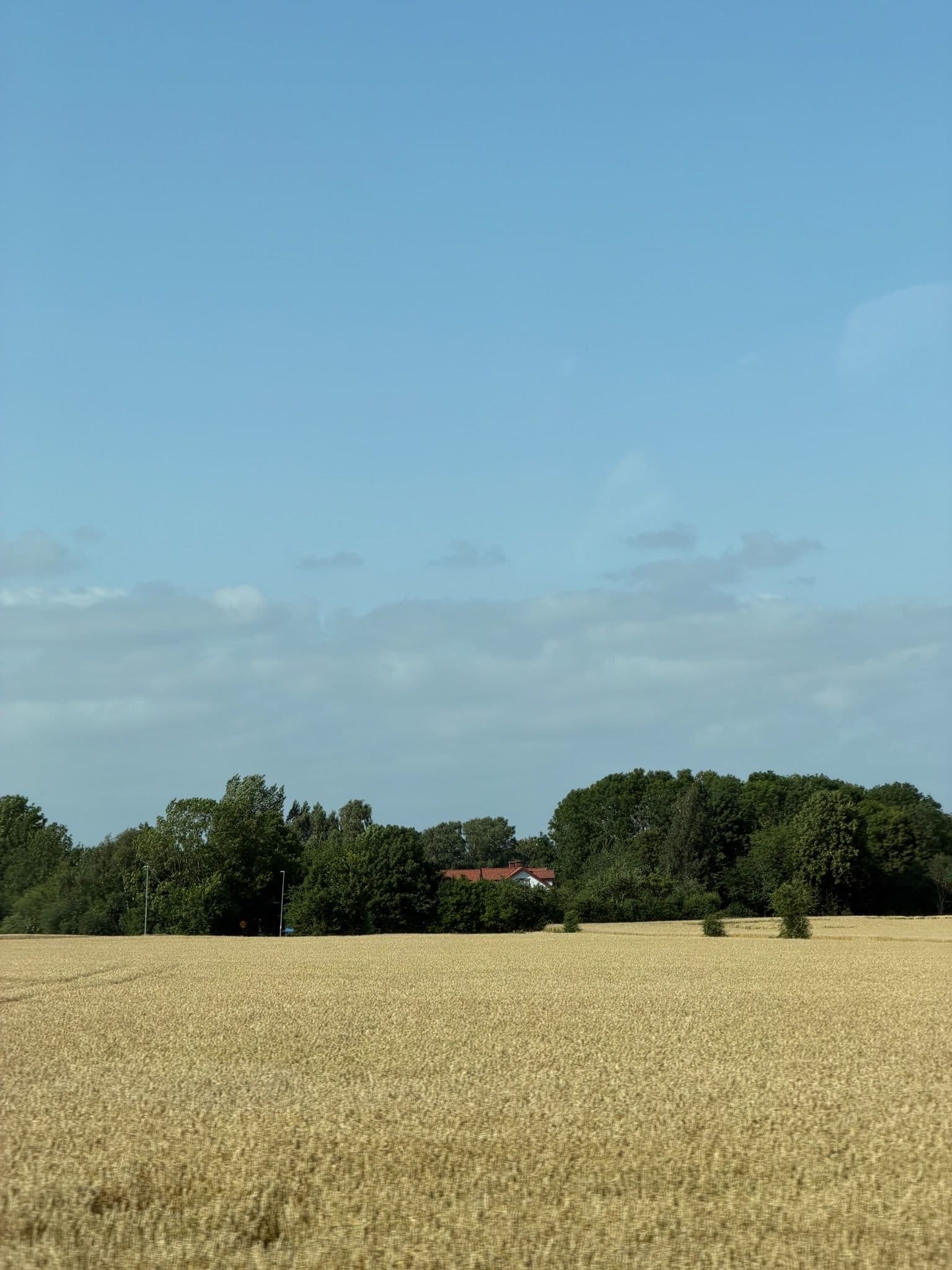 A wheat field under a blue sky
