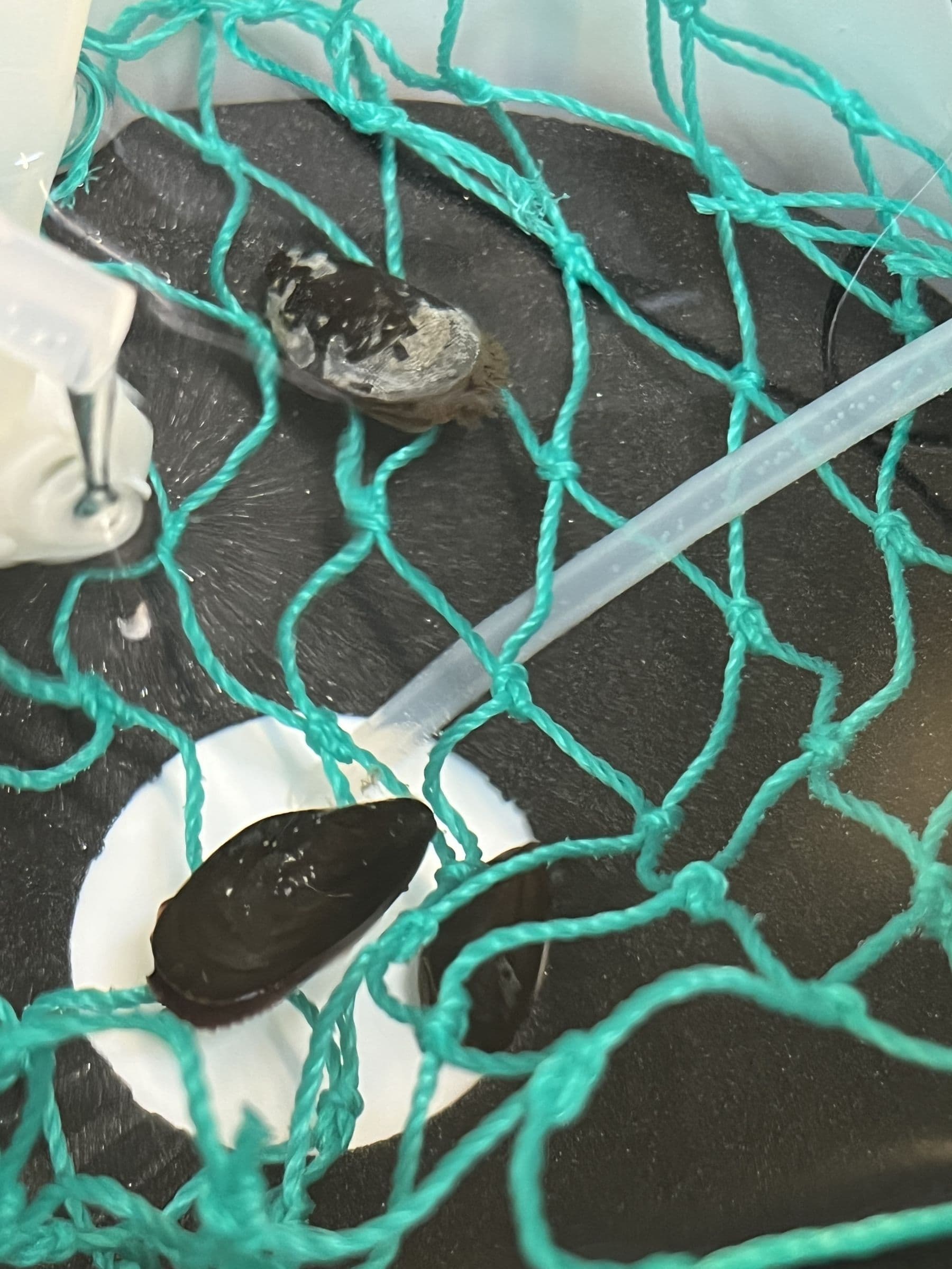 A mussel with its shell open inside a green net in the tank